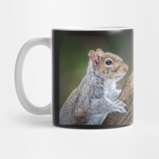 Grey Squirrel Portrait Mug